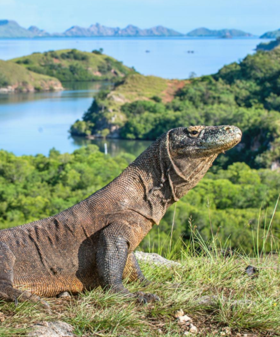 Komodo - Labuan Bajo